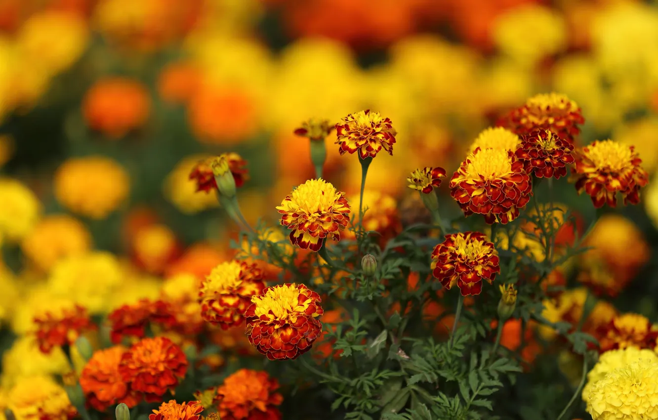 Photo wallpaper summer, Flowers, flowering, bushes, Marigolds