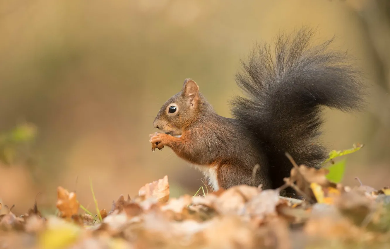 Photo wallpaper autumn, leaves, background, protein, tail, profile, sitting