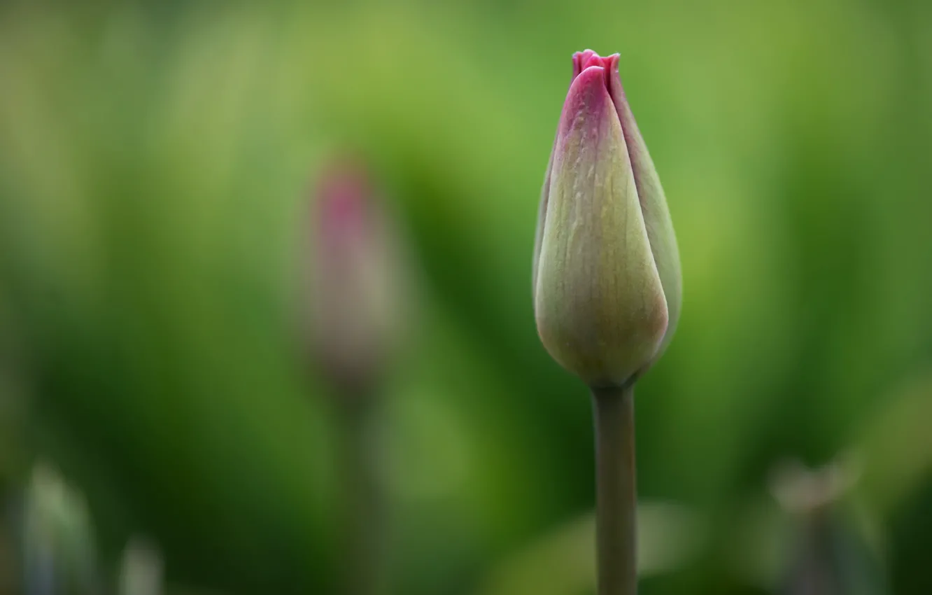 Photo wallpaper flower, background, Tulip