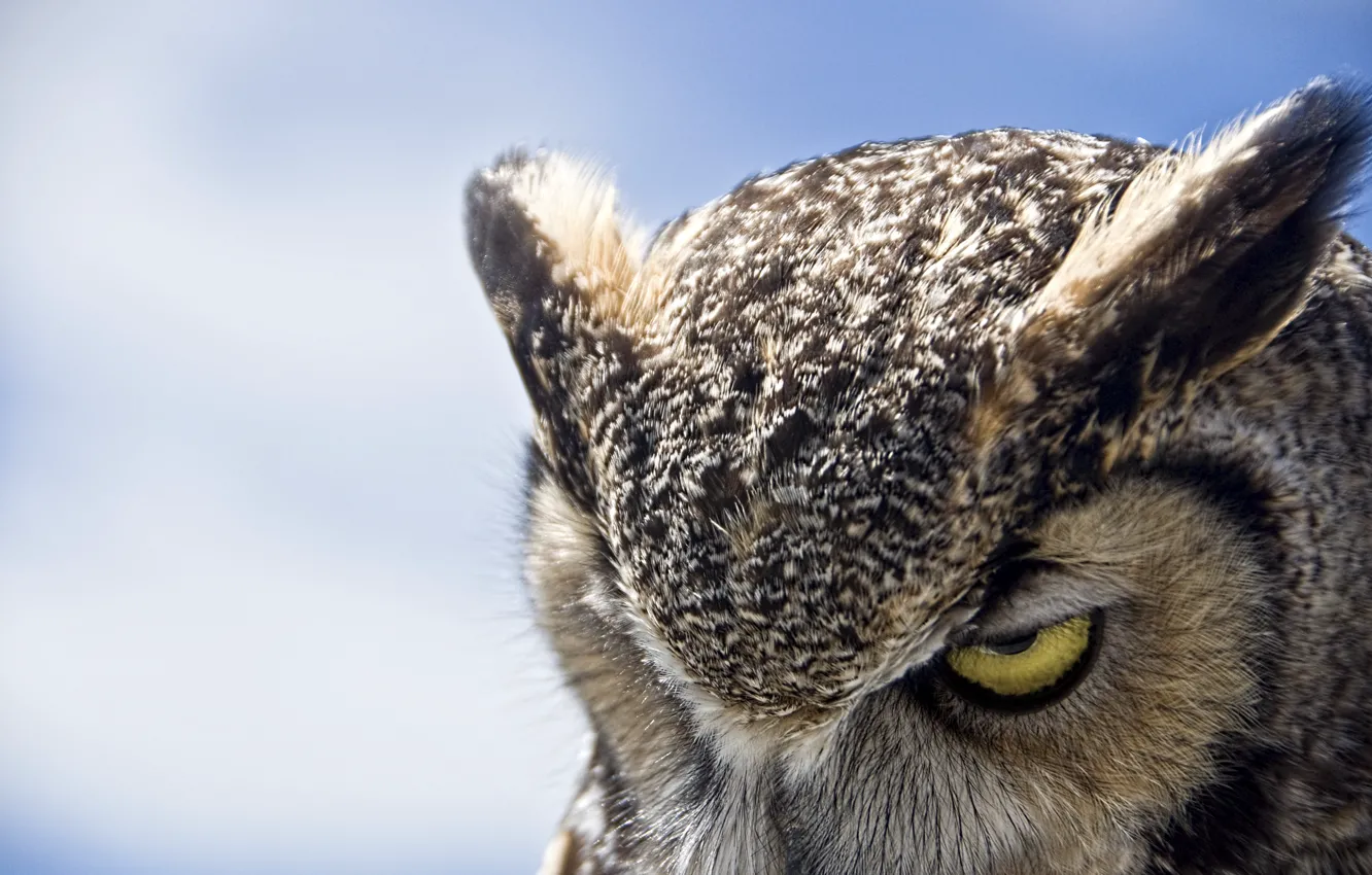 Photo wallpaper owl, Great Horned Owl, gloomy