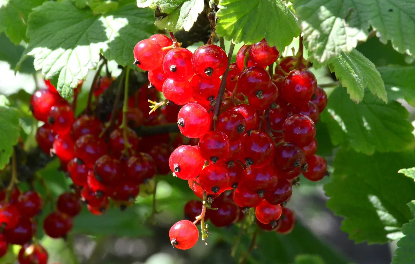 Photo wallpaper summer, berries, harvest, June, red currant