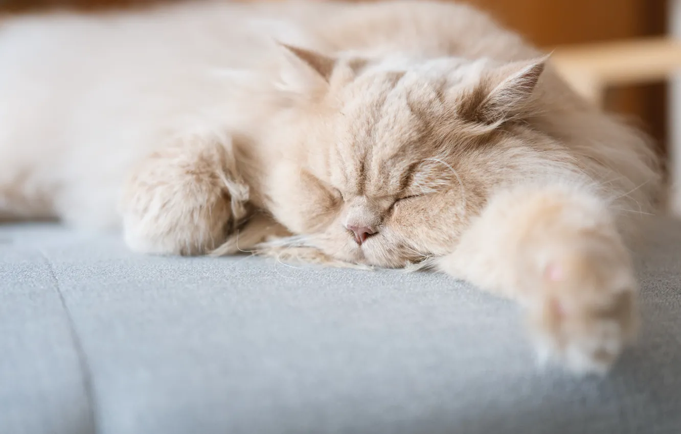 Photo wallpaper cat, sofa, pose, lies, Persian, chubby, peach, face