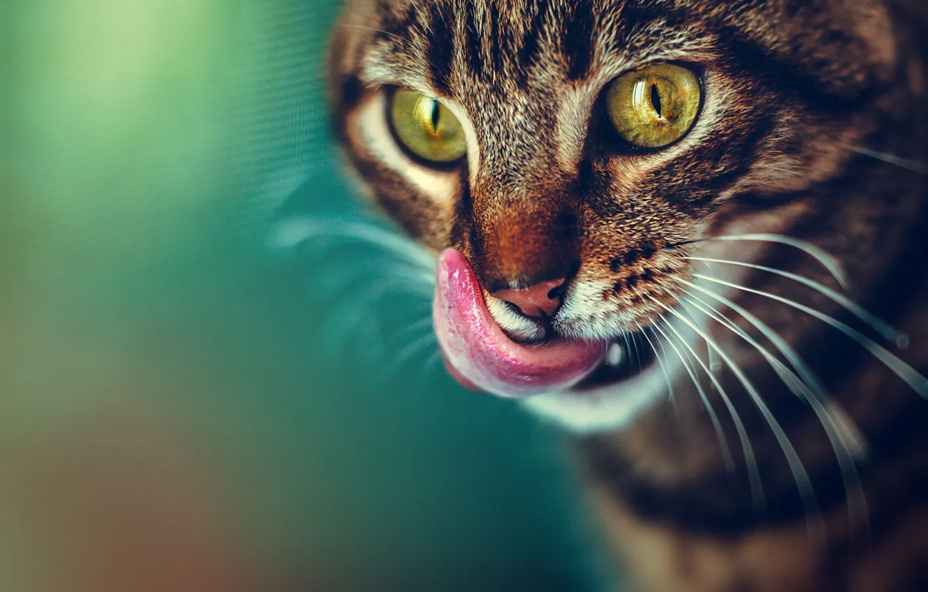 Photo wallpaper language, cat, cat, mustache, look, face, pose, grey