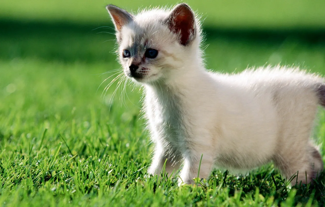 Photo wallpaper white, grass, green, kitty