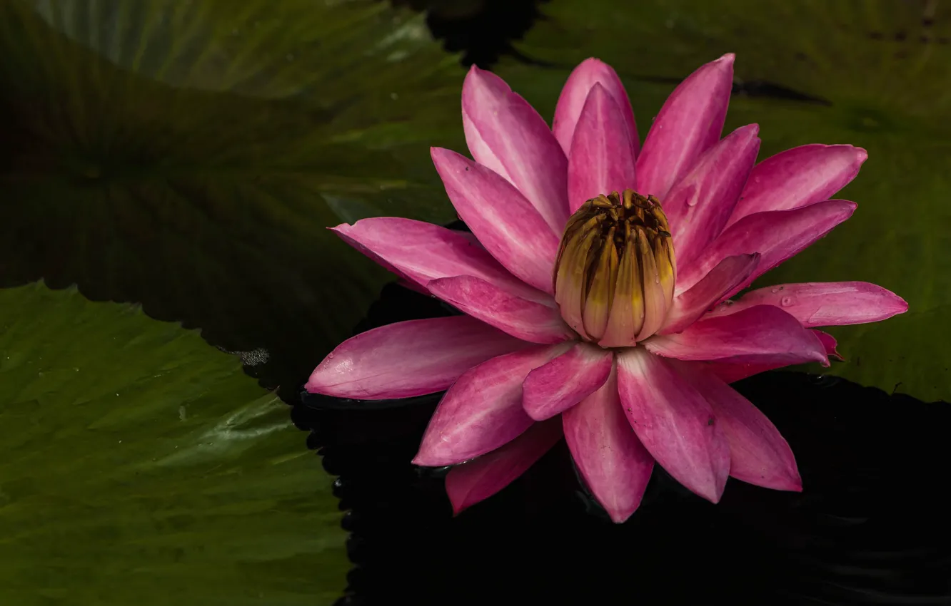 Photo wallpaper leaves, petals, Lily, pond, water Lily