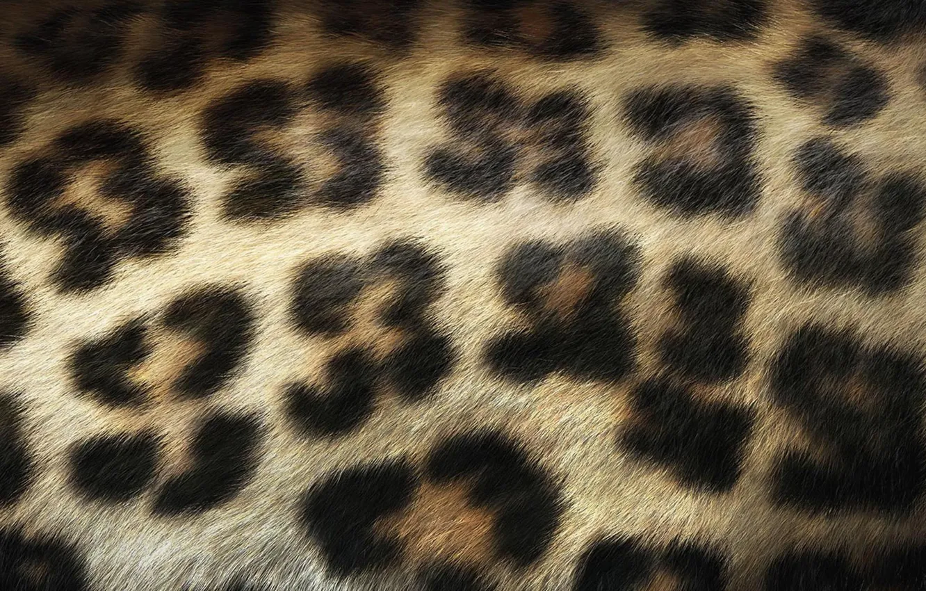 Photo wallpaper Leopard, Wool, Spot