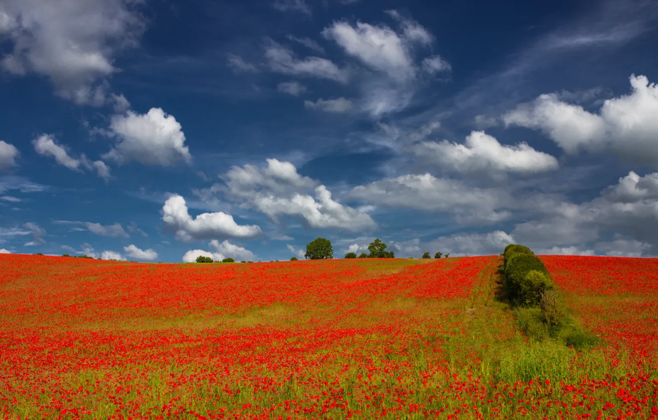 Photo wallpaper field, summer, the sky, clouds, trees, flowers, nature, blue