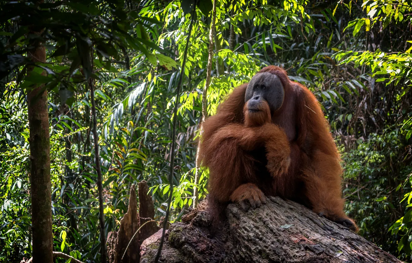 Photo wallpaper monkey, the primacy of, orangutan