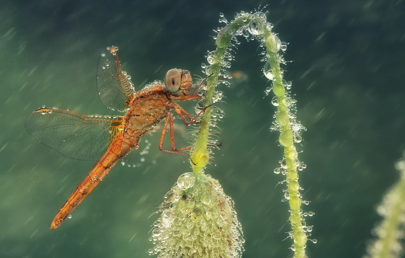 Photo wallpaper drops, rain, Mac, dragonfly, insect, Wallpaper from lolita777