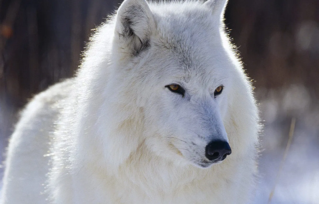 Photo wallpaper Predator, nature, animal, wolf, wildlife, portrait, polar wolf, portrait.