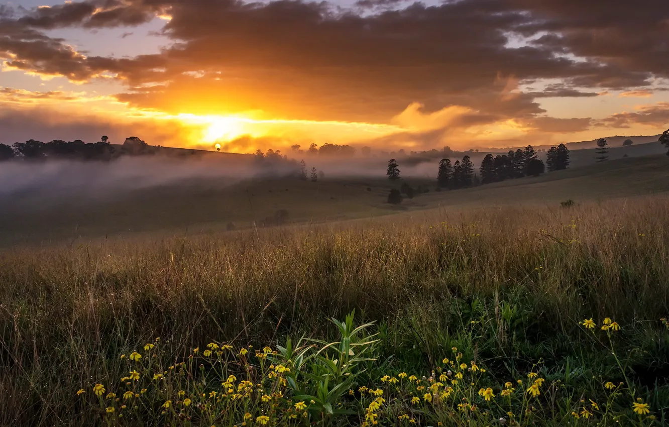 Photo wallpaper field, fog, morning