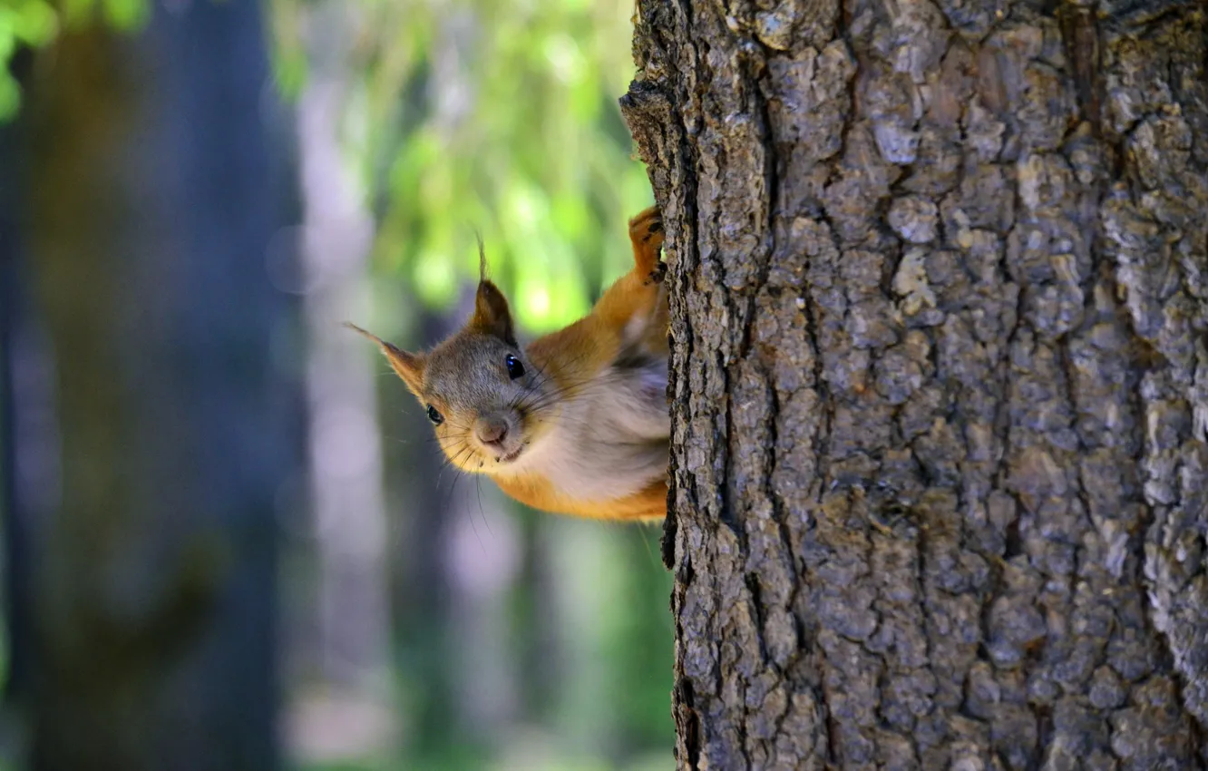 Photo wallpaper trees, nature, animal, protein, rodent