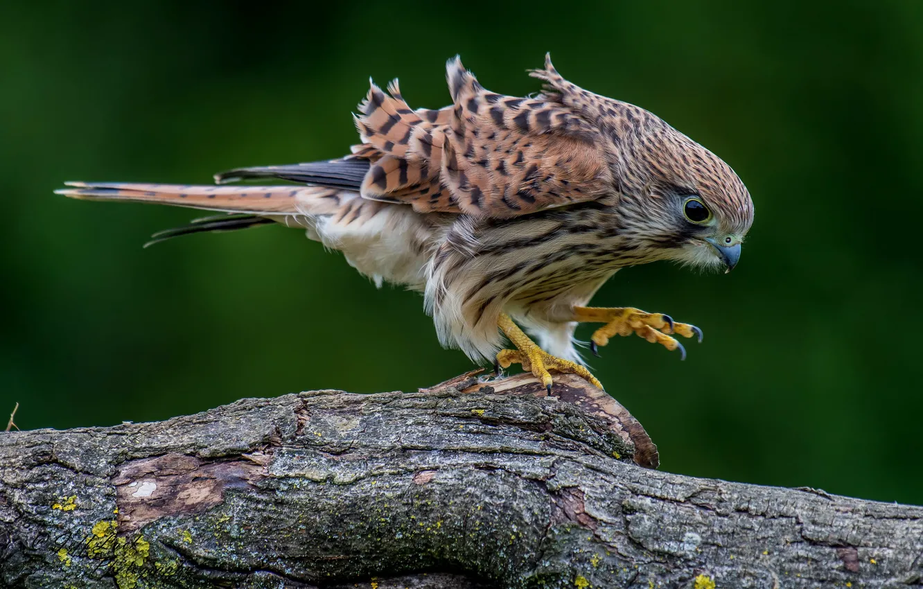Photo wallpaper pose, background, bird, log, Falcon, green background, Kestrel