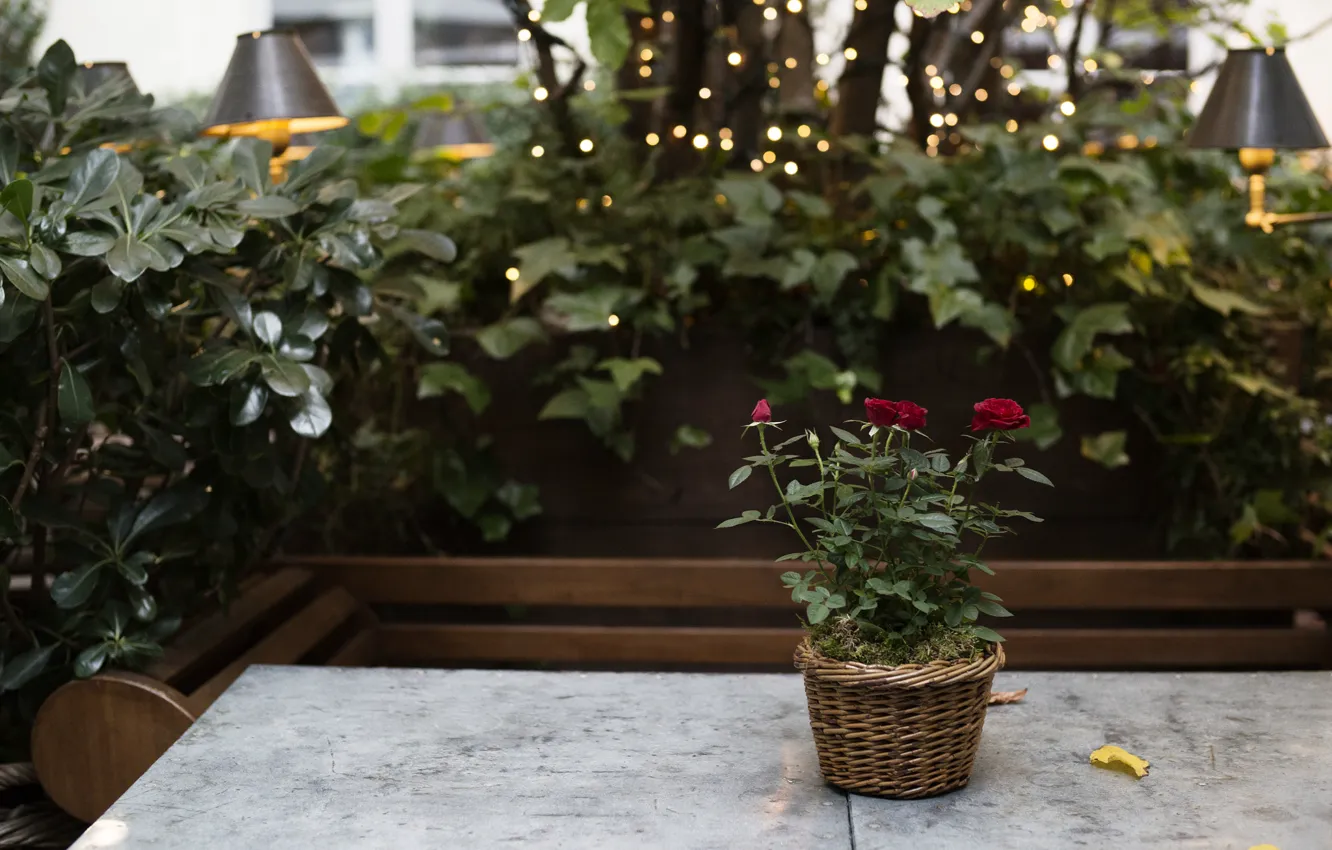Photo wallpaper flowers, table, roses