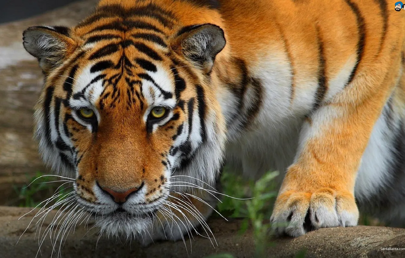 Photo wallpaper tiger, powerful, Perfect Killing Machine