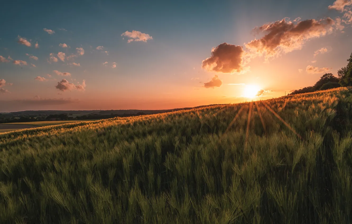 Photo wallpaper field, summer, sunset
