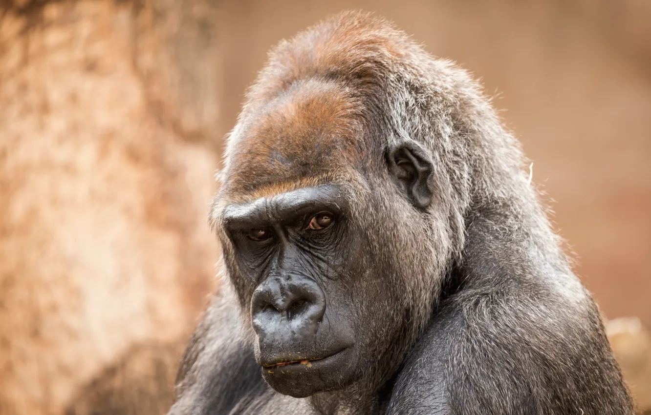 Photo wallpaper look, nature, monkey