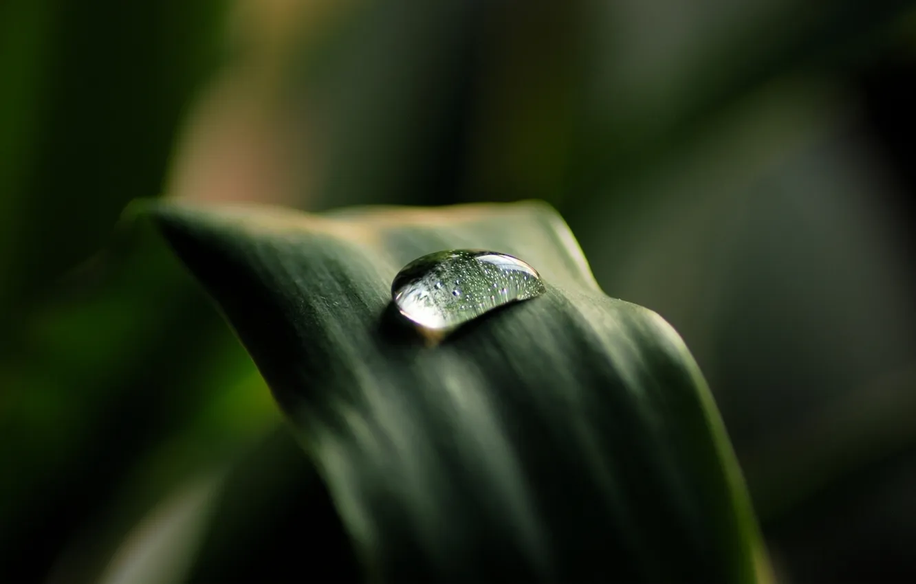 Photo wallpaper grass, drops, macro, nature, photo, background, Wallpaper, plant