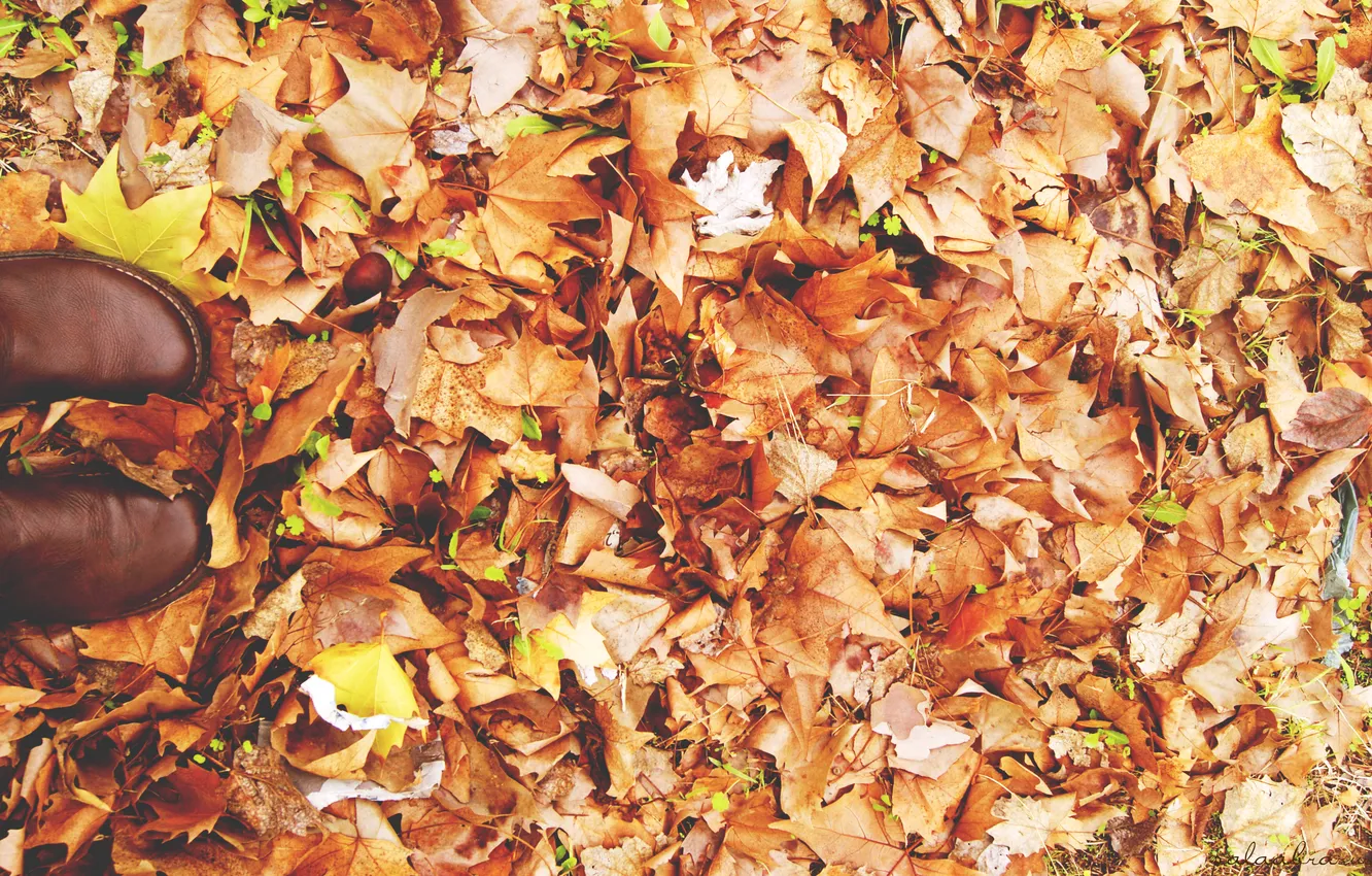 Photo wallpaper autumn, leaves, boots, shoes