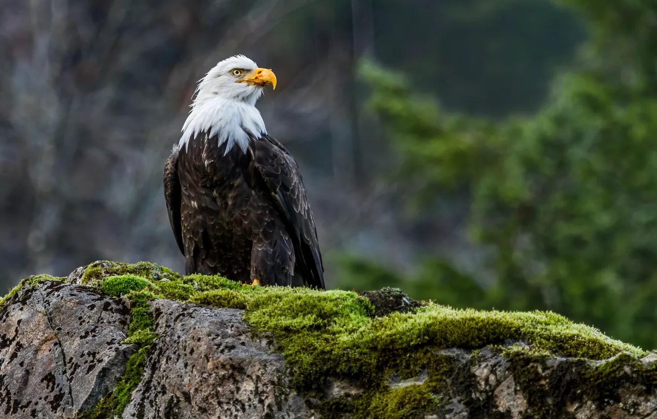 Photo wallpaper bird, predator, bald eagle