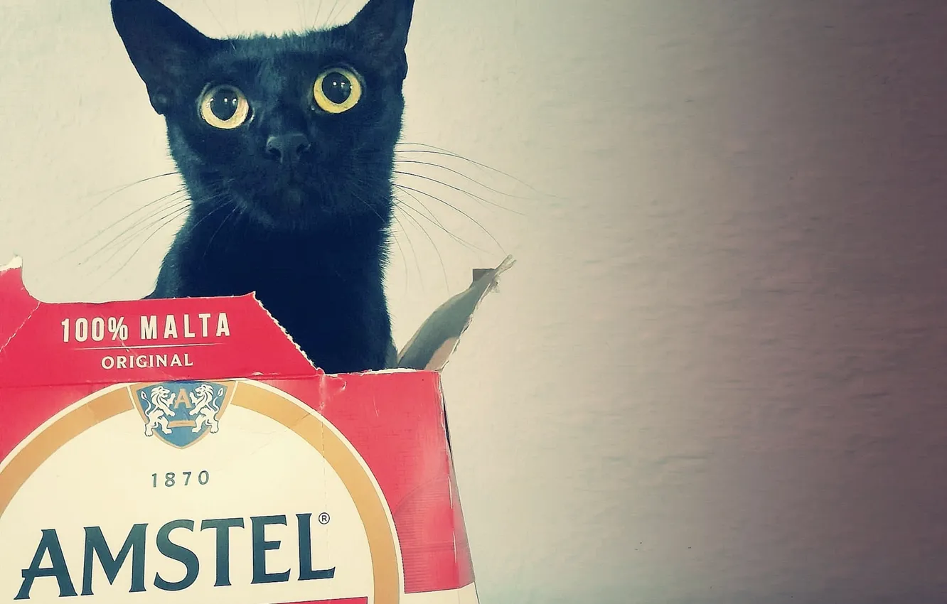 Photo wallpaper cat, beer, black cat, AMVC