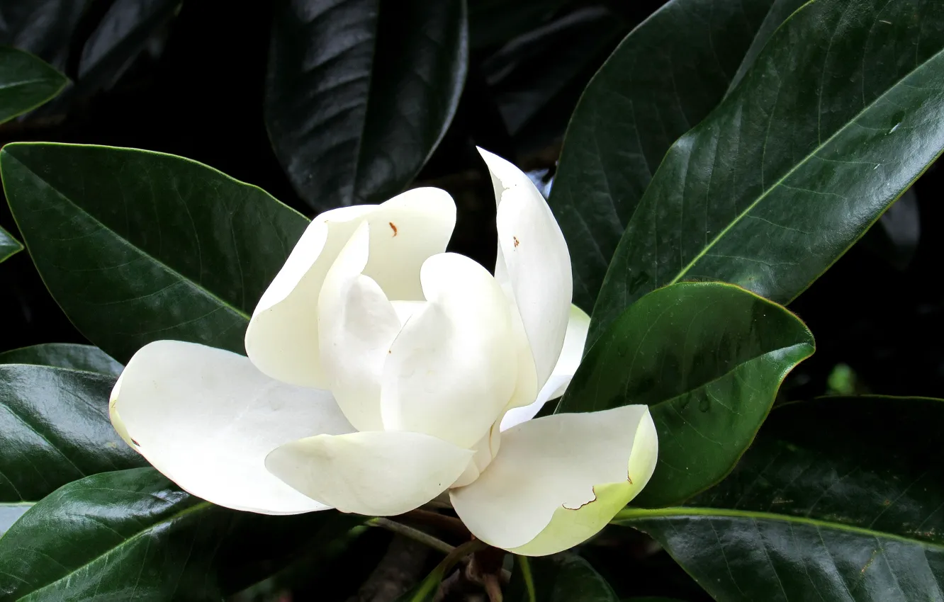 Photo wallpaper white, leaves, flowers, Magnolia, Logins
