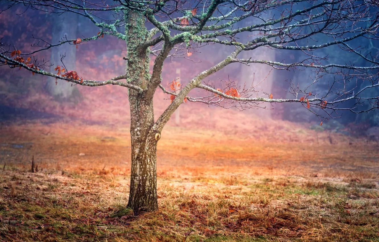 Photo wallpaper autumn, leaves, trees, fog