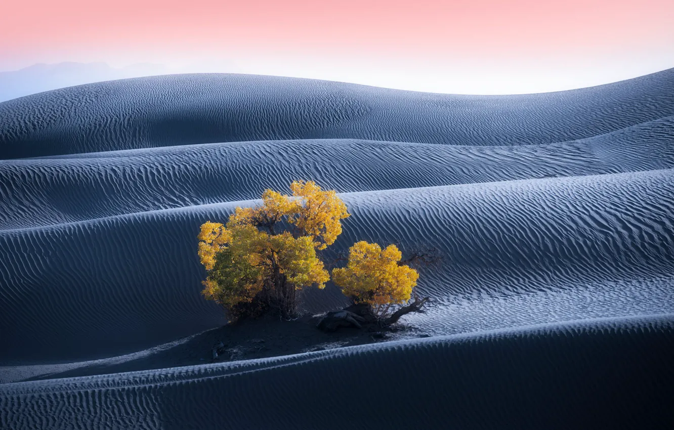 Photo wallpaper sand, trees, desert, dunes