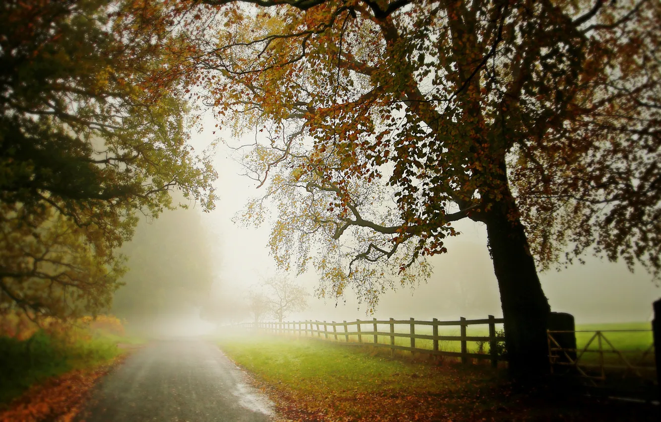 Photo wallpaper road, autumn, trees, fog, tree, the fence