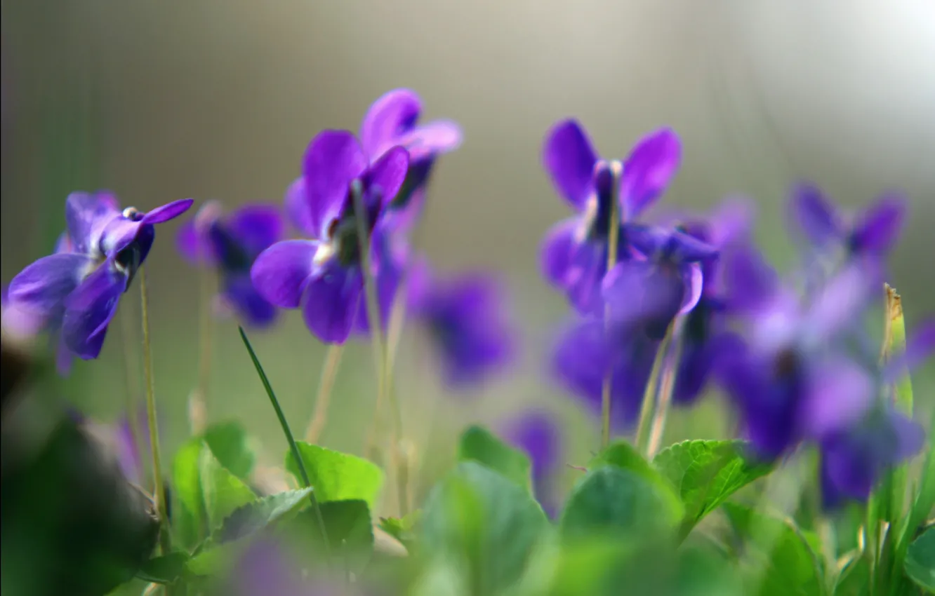 Photo wallpaper macro, flowers, plants, spring, purple, violet