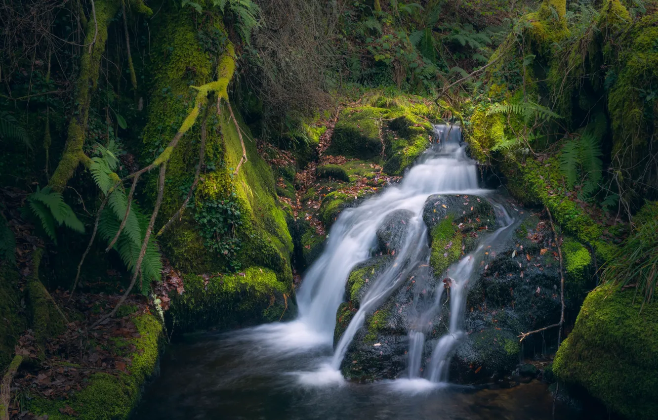 Photo wallpaper water, stream, stones, moss