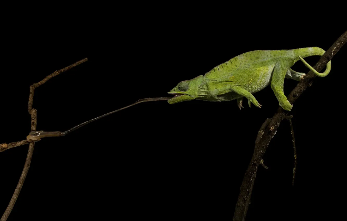 Photo wallpaper chameleon, black background, mining