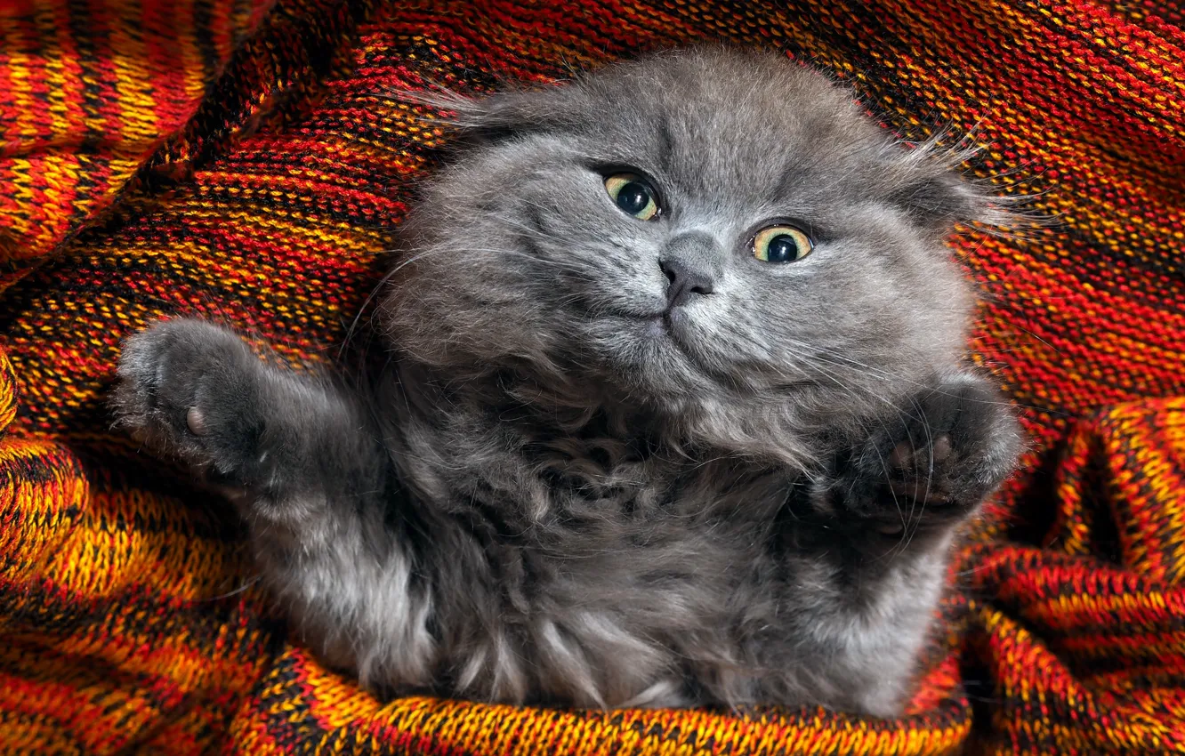 Photo wallpaper cat, cat, lies, plaid, face