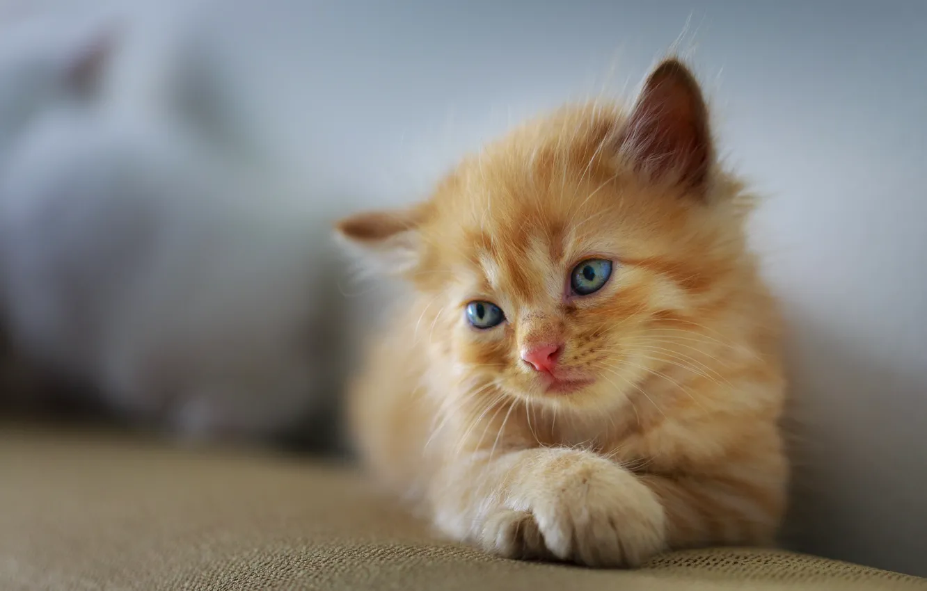 Photo wallpaper sadness, cat, background, baby, lies, red, kitty, face