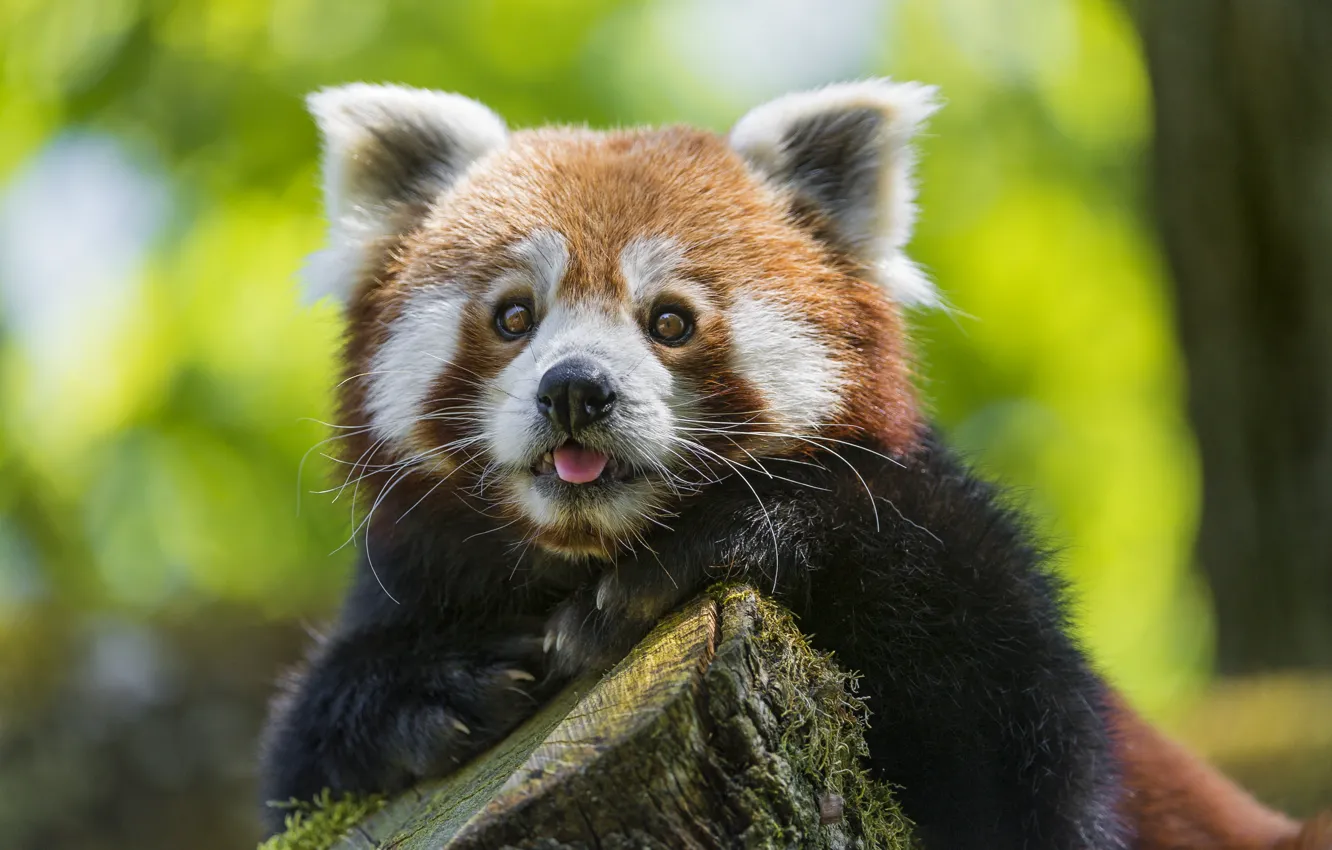 Photo wallpaper look, face, red Panda, firefox, red Panda, ©Tambako The Jaguar