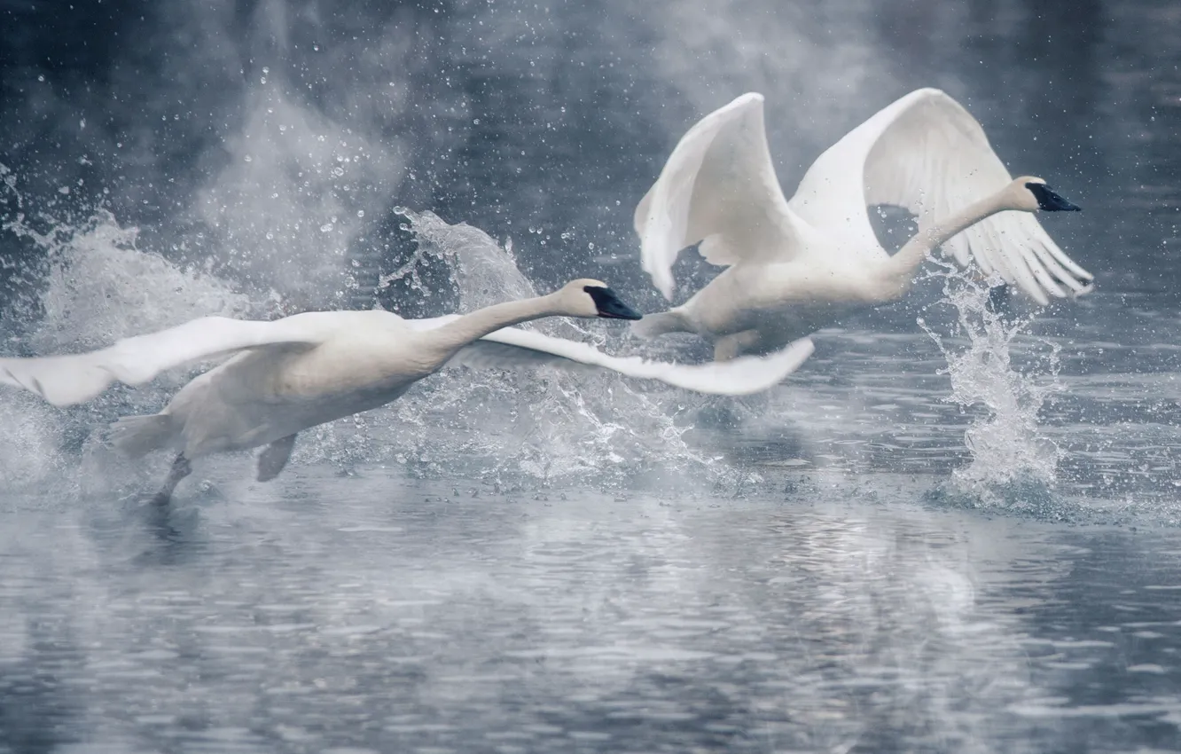 Photo wallpaper water, squirt, birds, wings, pair, swans, the rise