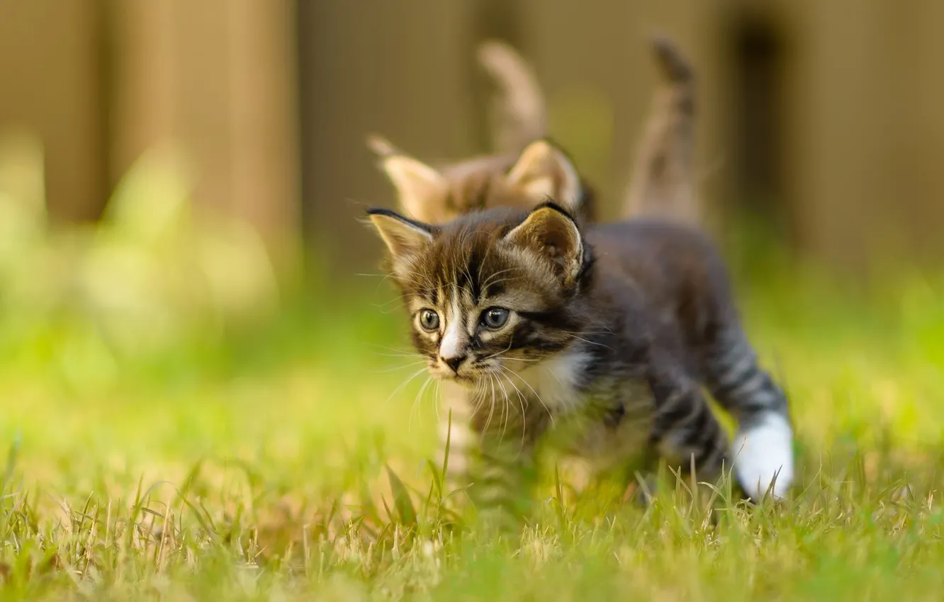 Photo wallpaper summer, grass, look, nature, pose, grey, background, the fence