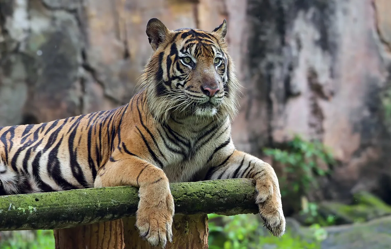 Photo wallpaper tiger, young, portrait, Bengal