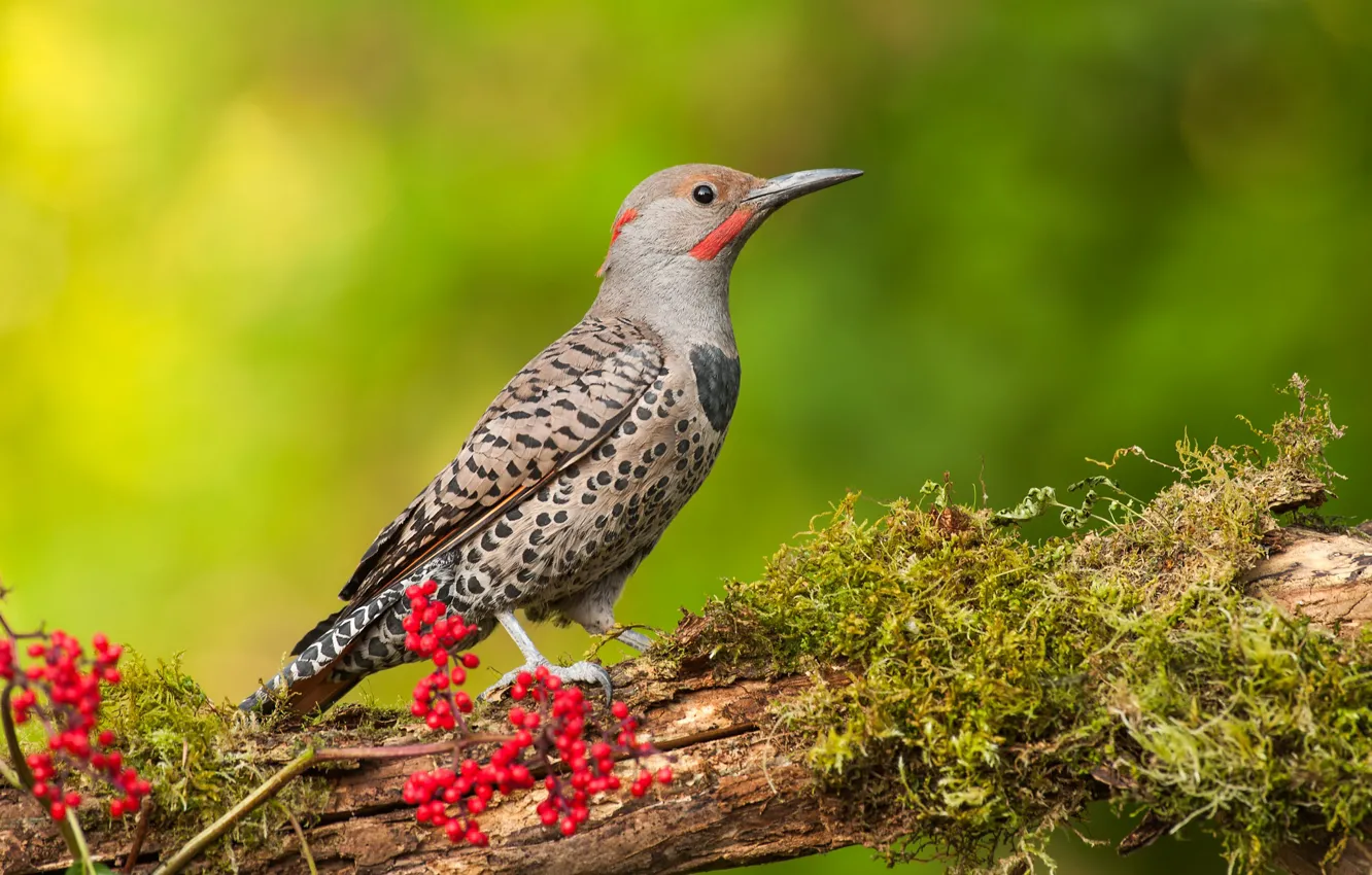 Photo wallpaper branches, bird, woodpecker