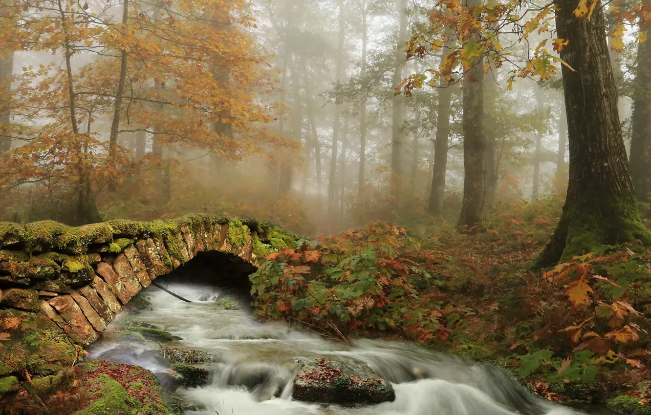 Photo wallpaper autumn, bridge, river