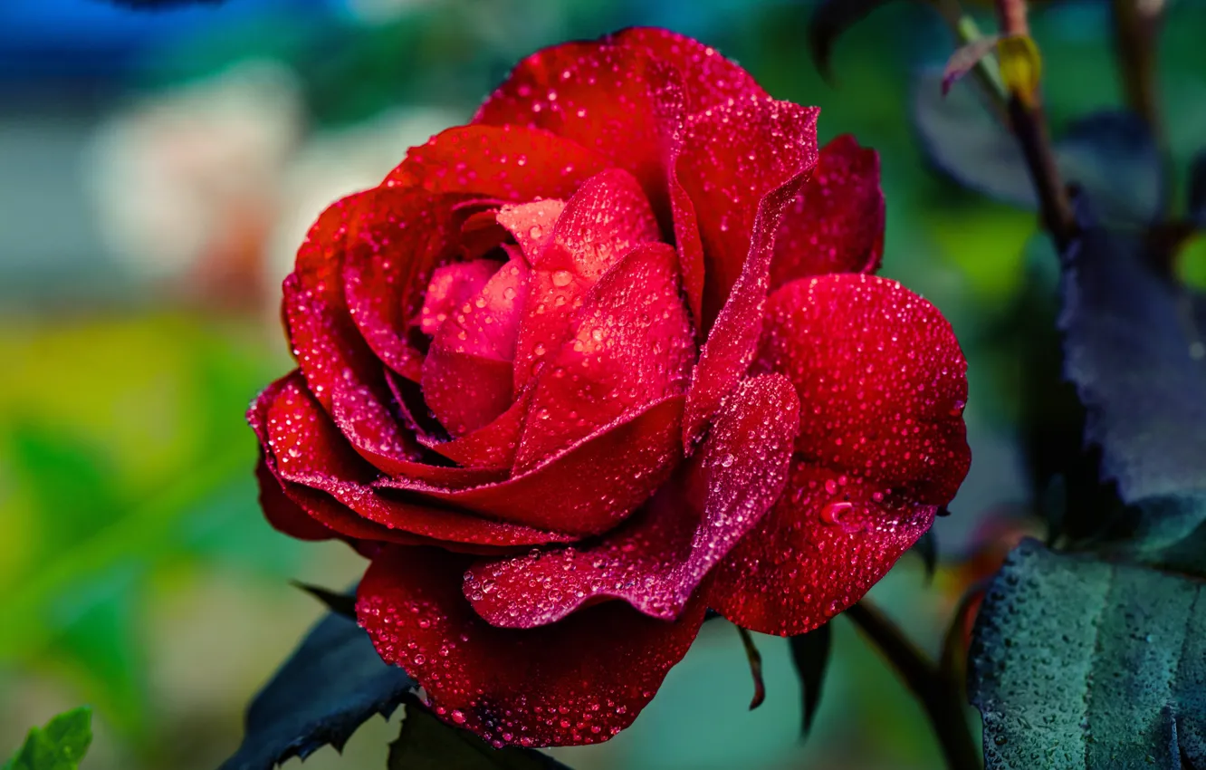 Photo wallpaper drops, red, roses