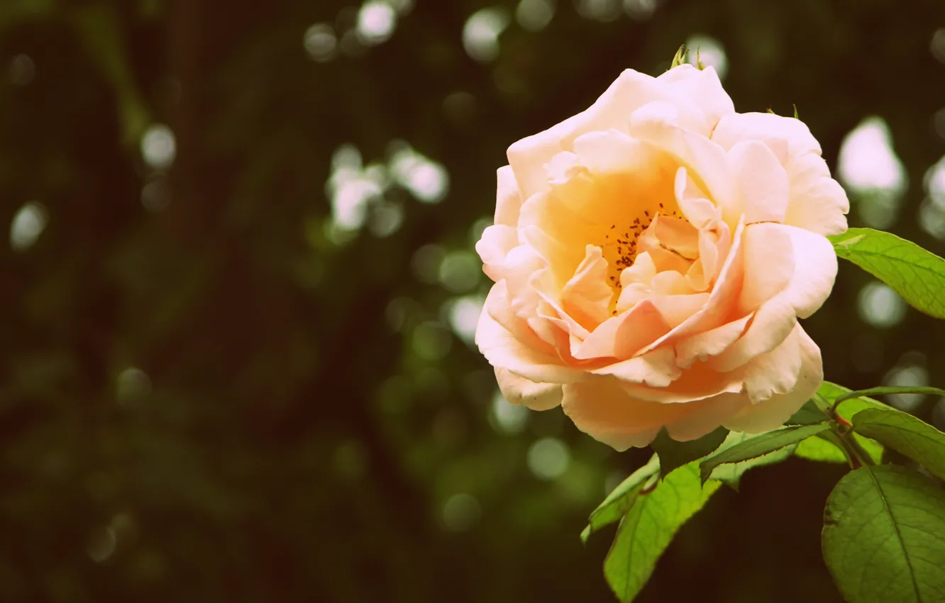 Photo wallpaper greens, leaves, macro, flowers, glare, background, roses, petals