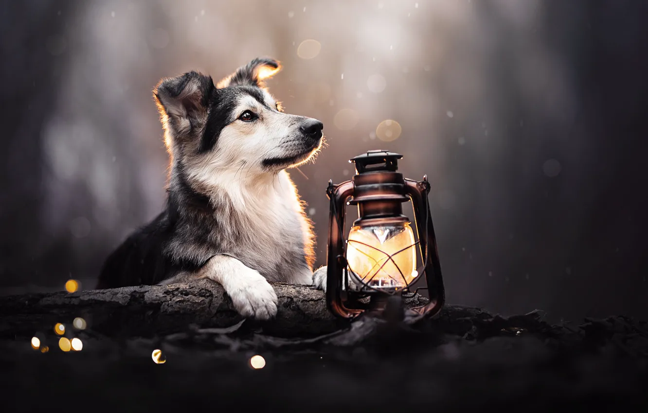 Photo wallpaper lamp, dog, lantern, bokeh