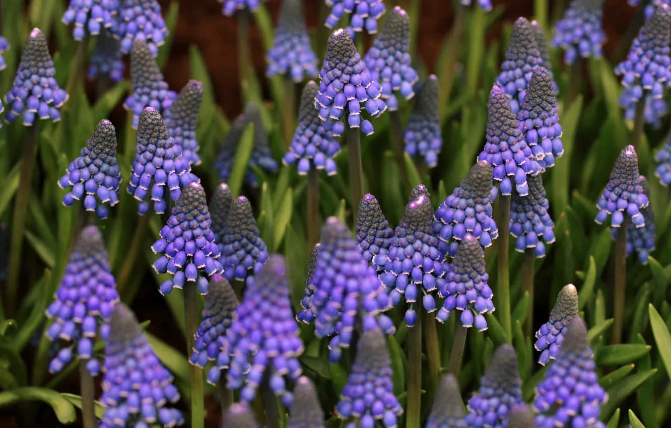 Photo wallpaper flowers, spring, flowerbed, a lot, lilac, Muscari, hyacinth mouse