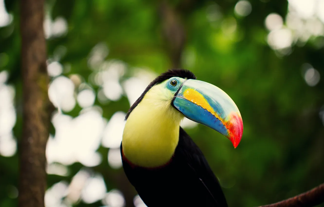 Photo wallpaper eyes, look, branches, beak, Toucan, bokeh