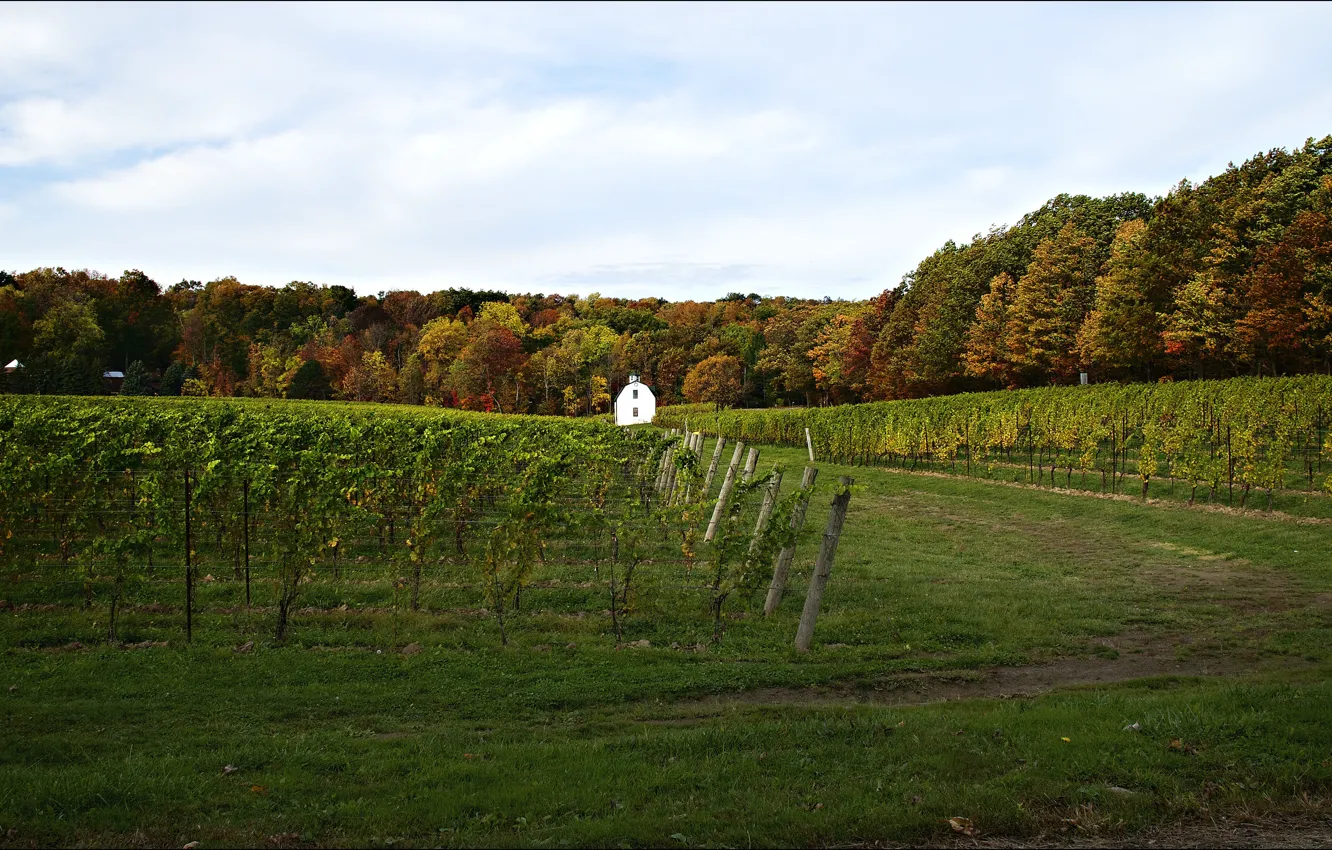 Photo wallpaper wine, grapes, Vineyards
