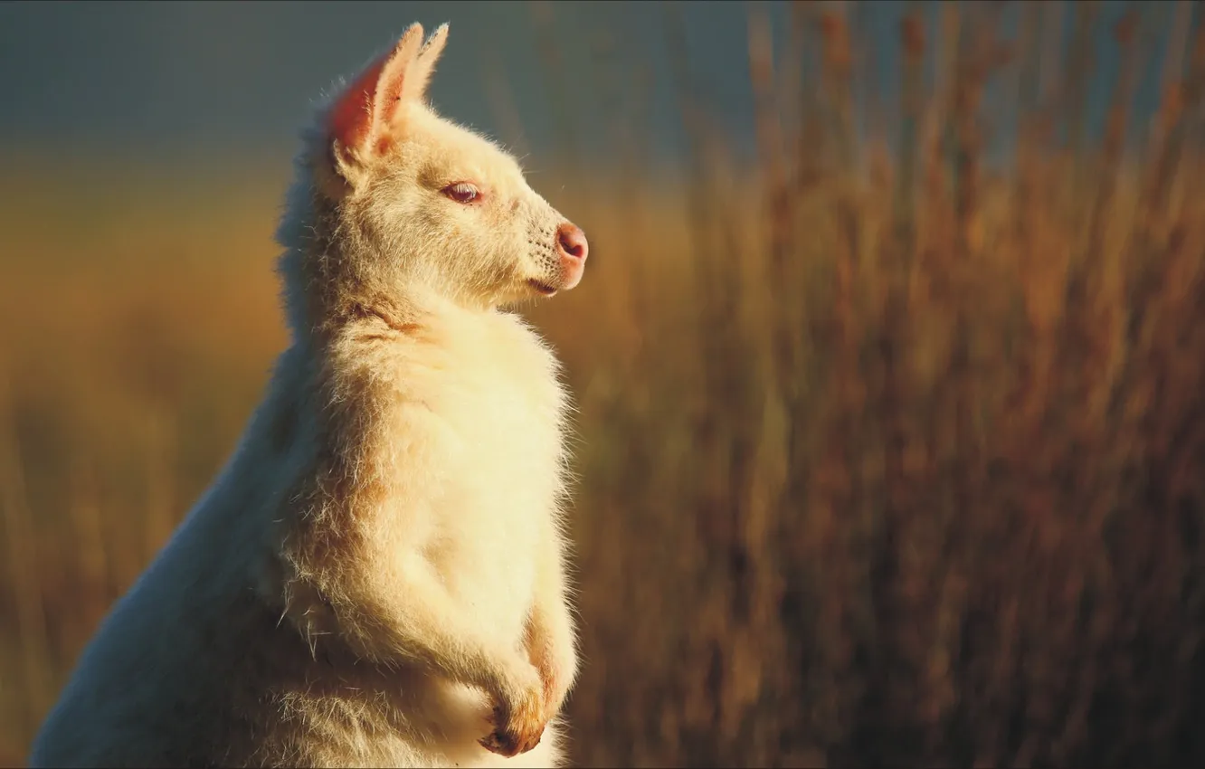 Photo wallpaper white, portrait, Australia, kangaroo