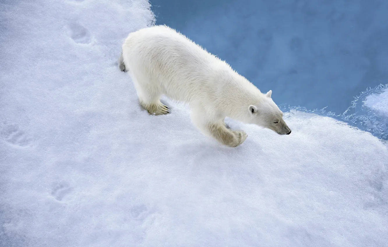 Photo wallpaper winter, snow, traces, predator, polar bear
