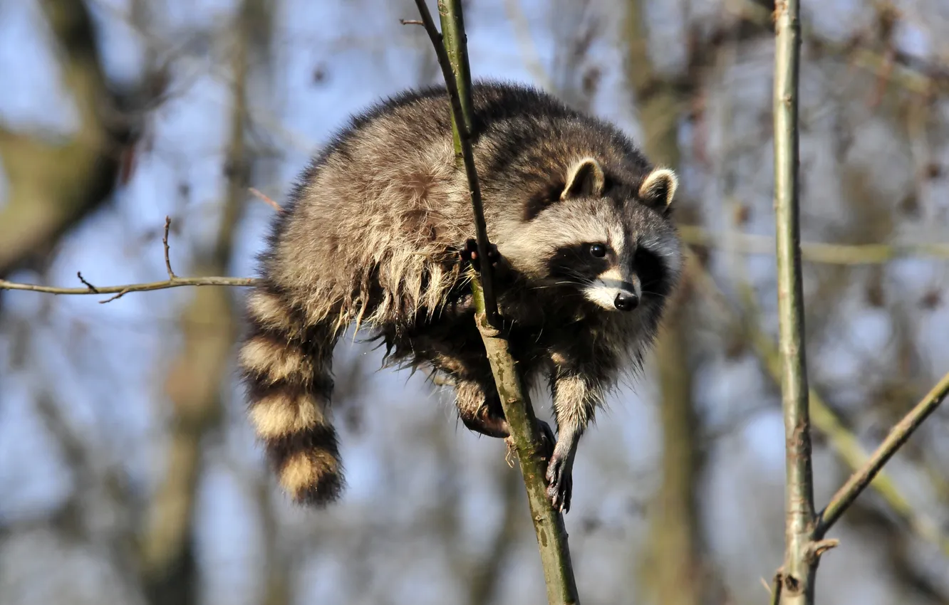 Photo wallpaper look, branches, raccoon
