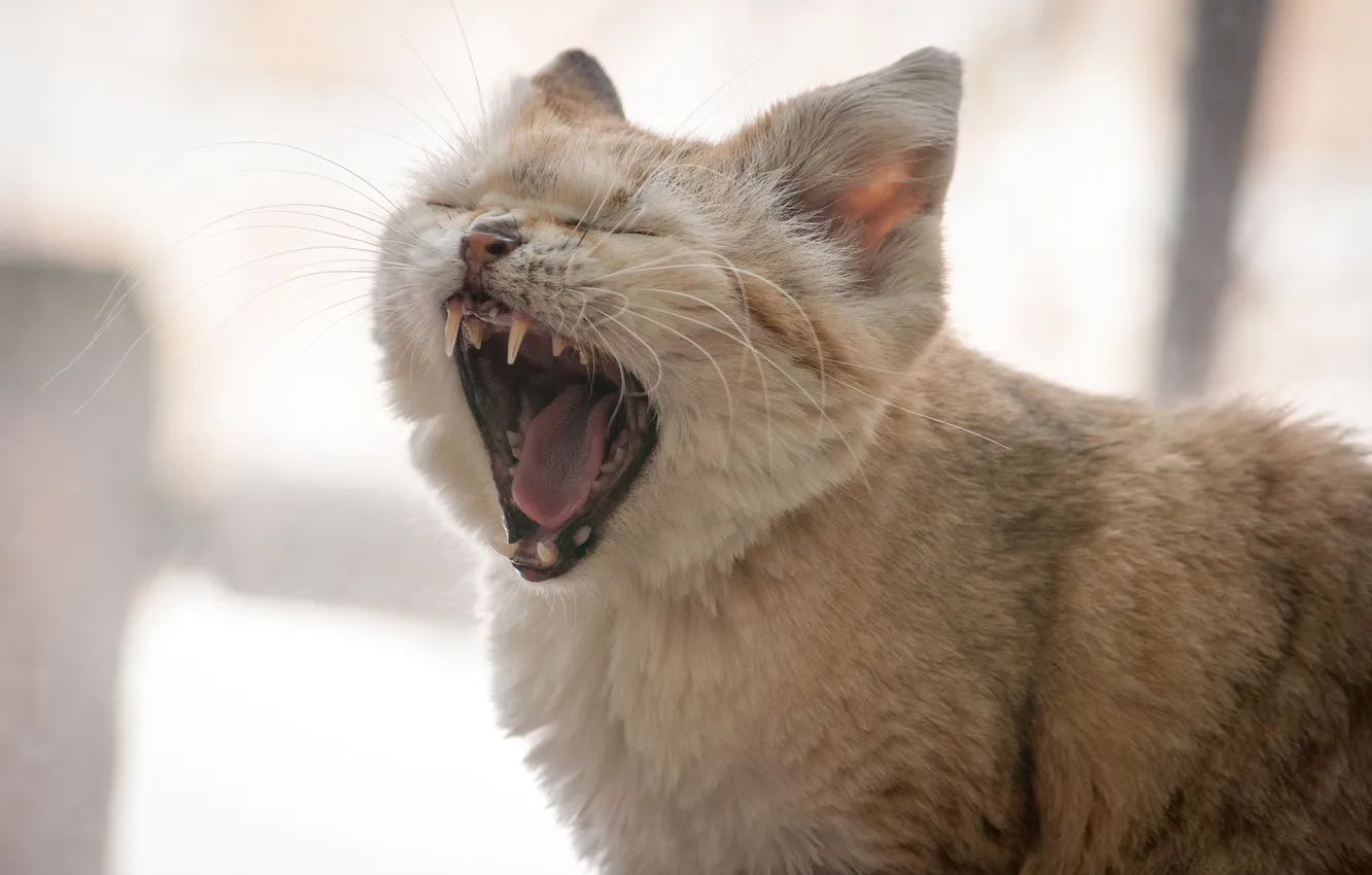 Photo wallpaper yawn, sandy the cat, velvet cat